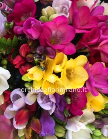 Bouquet di fresie