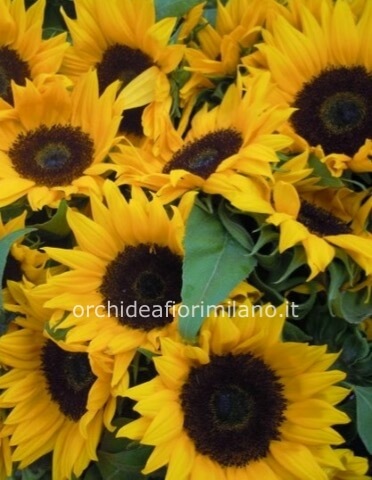 Bouquet di girasoli
