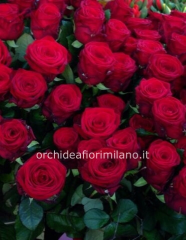rose rosse extra (80 cm)