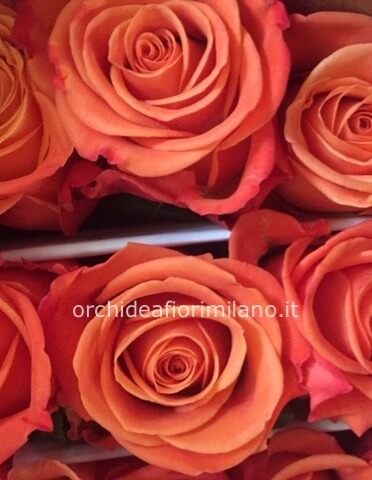 Rose arancio misura media 60 cm