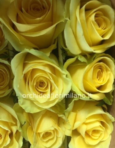 Rose gialle a steli, prima scelta, lunghezza 60 cm