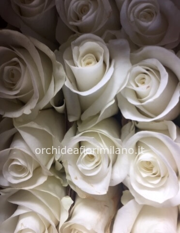 Rose bianche a steli, prima scelta, lunghezza 60 cm.