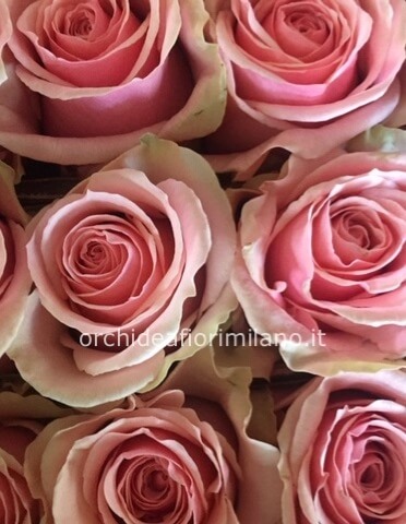 Rose rosa a steli, prima scelta, lunghezza 60 cm