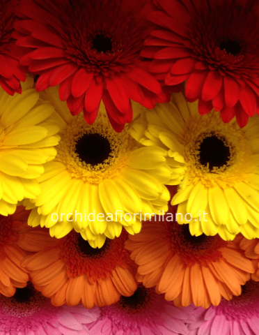 Bouquet di gerbere