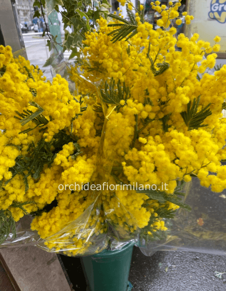 Mimosa h 100/120cm(disponibile dal 6/3)