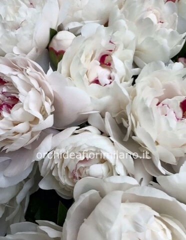 Peonie bianche