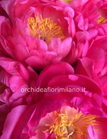 peonie coral charm
