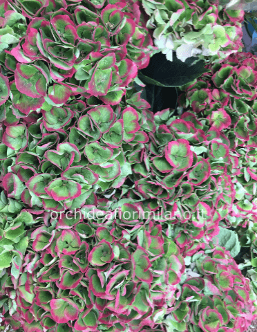 Ortensie recise h.100cm