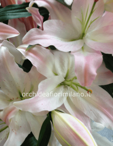 Lilium orientale profumato bianco o rosa