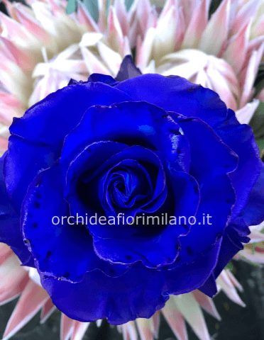 Rose blu » Fiorista a Milano, invio e consegna a domicilio di