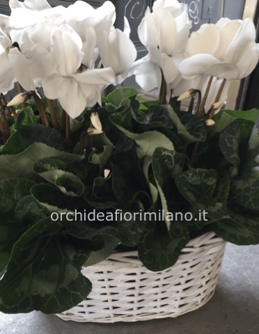 Cesto con due ciclamini, colori in base alla disponibilità