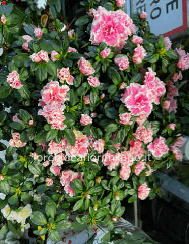 Pianta di azalea extra