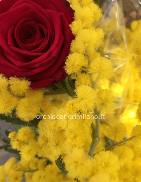rose rosse extra e mimosa (disponibile dal 5/3)