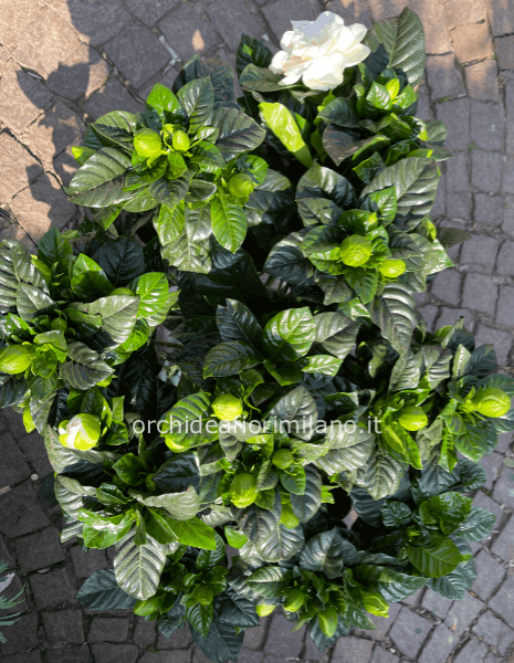 Pianta di gardenia 