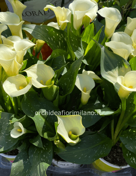 Pianta di calle cm 50/60