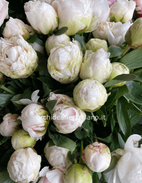 Peonie bianche