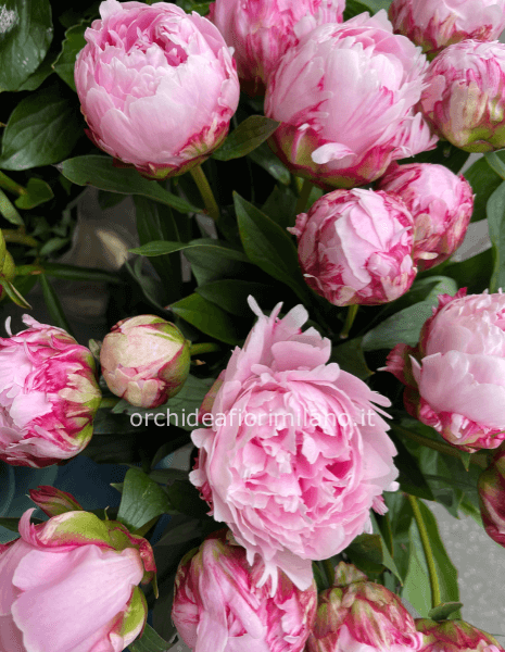 Peonie rosa