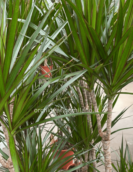 Piante verdi da interno a partire da 50€(chiamare 24/48 ore prima per la disponibilità )