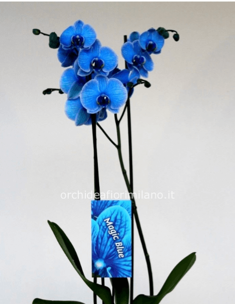 Orchidea blu 2 rami 