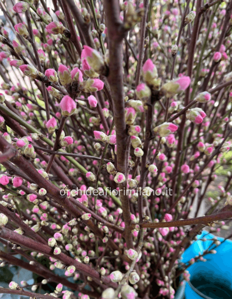 Fiori di pesco 