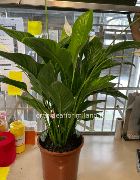 Pianta verde Spatifillium 