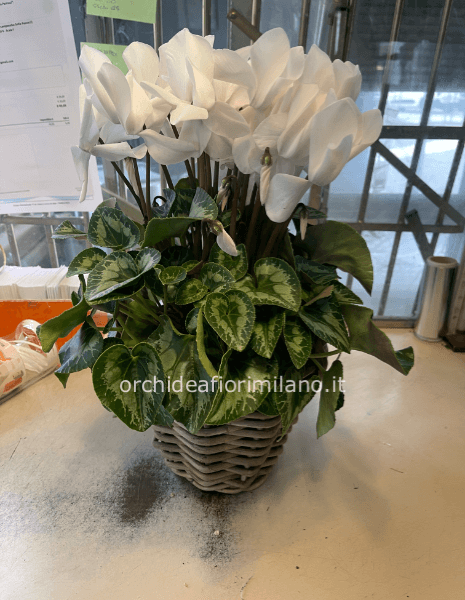 Pianta di ciclamini con cestino